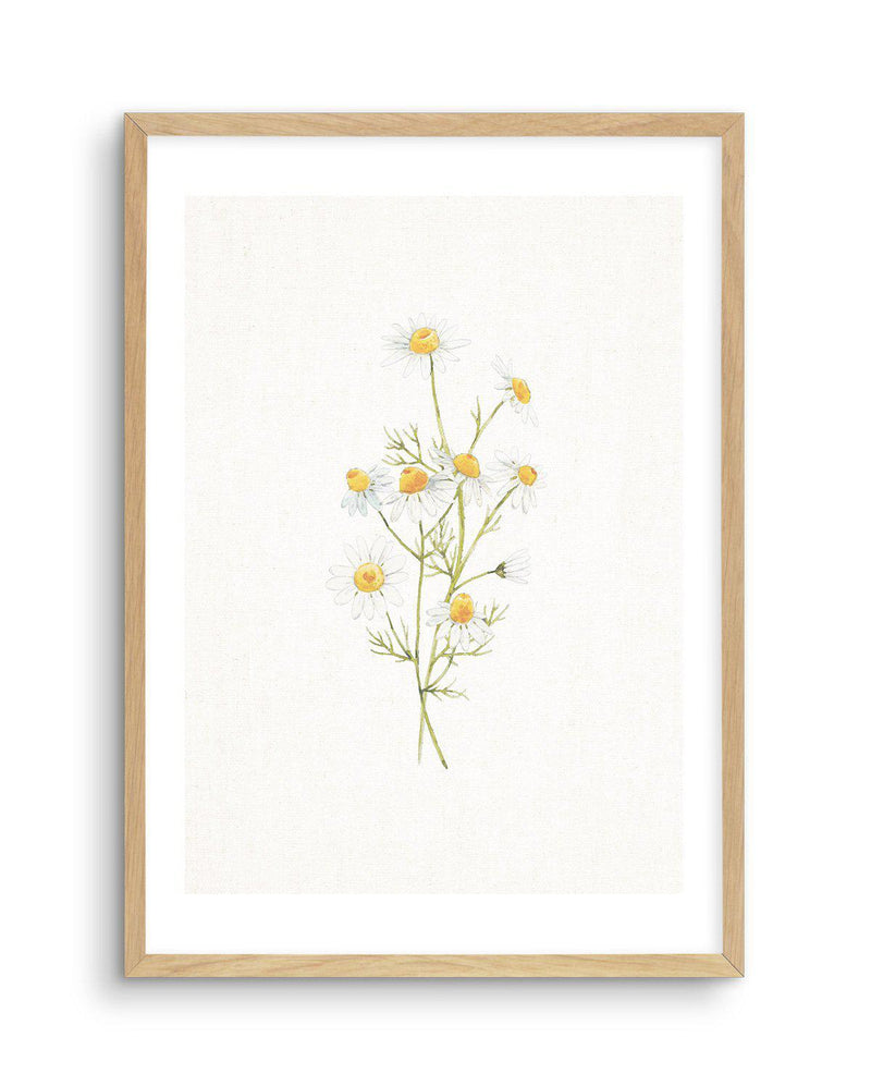 Daisies on Linen II Art Print-PRINT-Olive et Oriel-Olive et Oriel-A5 | 5.8" x 8.3" | 14.8 x 21cm-Oak-With White Border-Buy-Australian-Art-Prints-Online-with-Olive-et-Oriel-Your-Artwork-Specialists-Austrailia-Decorate-With-Coastal-Photo-Wall-Art-Prints-From-Our-Beach-House-Artwork-Collection-Fine-Poster-and-Framed-Artwork