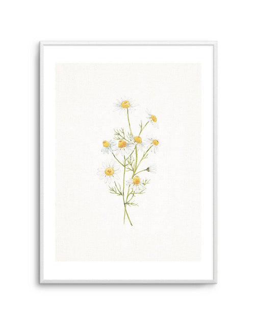 Daisies on Linen II Art Print-PRINT-Olive et Oriel-Olive et Oriel-A5 | 5.8" x 8.3" | 14.8 x 21cm-Unframed Art Print-With White Border-Buy-Australian-Art-Prints-Online-with-Olive-et-Oriel-Your-Artwork-Specialists-Austrailia-Decorate-With-Coastal-Photo-Wall-Art-Prints-From-Our-Beach-House-Artwork-Collection-Fine-Poster-and-Framed-Artwork