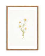 Daisies on Linen III Art Print-PRINT-Olive et Oriel-Olive et Oriel-50x70 cm | 19.6" x 27.5"-Walnut-With White Border-Buy-Australian-Art-Prints-Online-with-Olive-et-Oriel-Your-Artwork-Specialists-Austrailia-Decorate-With-Coastal-Photo-Wall-Art-Prints-From-Our-Beach-House-Artwork-Collection-Fine-Poster-and-Framed-Artwork
