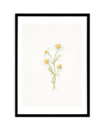 Daisies on Linen III Art Print-PRINT-Olive et Oriel-Olive et Oriel-A5 | 5.8" x 8.3" | 14.8 x 21cm-Black-With White Border-Buy-Australian-Art-Prints-Online-with-Olive-et-Oriel-Your-Artwork-Specialists-Austrailia-Decorate-With-Coastal-Photo-Wall-Art-Prints-From-Our-Beach-House-Artwork-Collection-Fine-Poster-and-Framed-Artwork