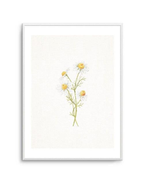 Daisies on Linen III Art Print-PRINT-Olive et Oriel-Olive et Oriel-A5 | 5.8" x 8.3" | 14.8 x 21cm-Unframed Art Print-With White Border-Buy-Australian-Art-Prints-Online-with-Olive-et-Oriel-Your-Artwork-Specialists-Austrailia-Decorate-With-Coastal-Photo-Wall-Art-Prints-From-Our-Beach-House-Artwork-Collection-Fine-Poster-and-Framed-Artwork