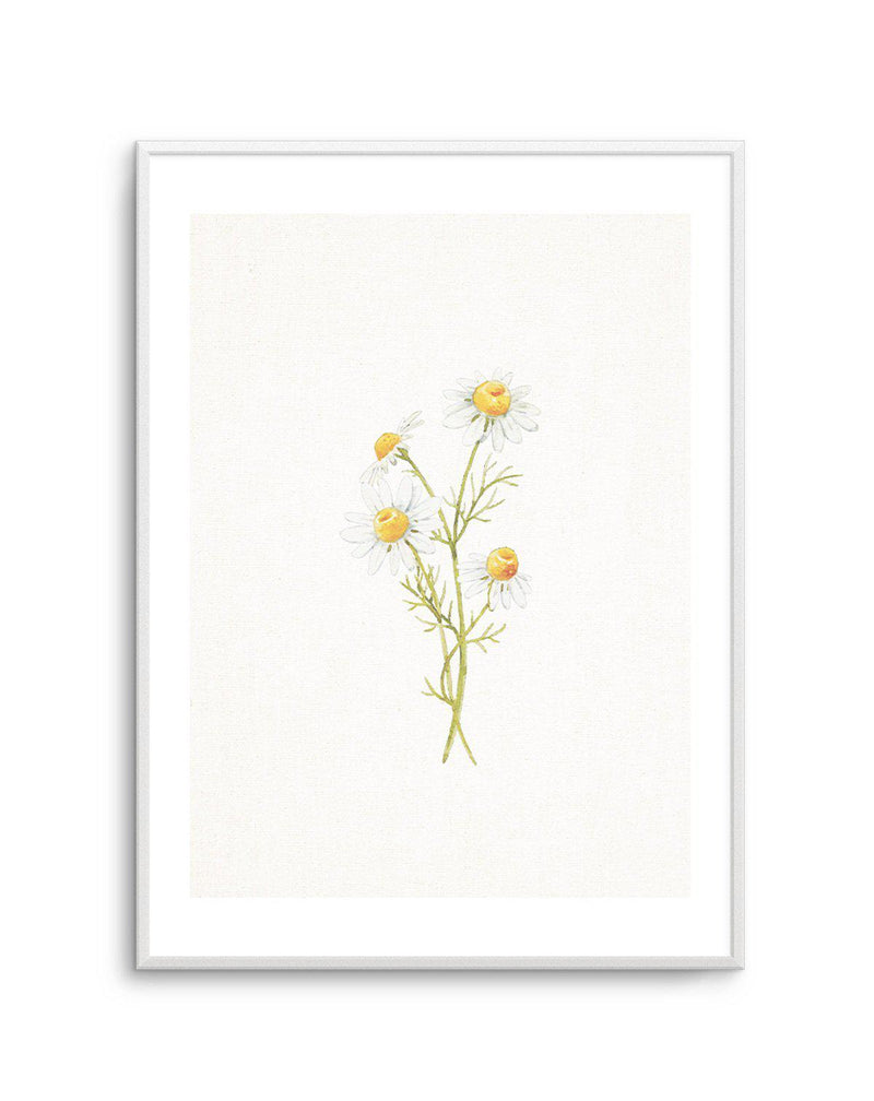 Daisies on Linen III Art Print-PRINT-Olive et Oriel-Olive et Oriel-A5 | 5.8" x 8.3" | 14.8 x 21cm-Unframed Art Print-With White Border-Buy-Australian-Art-Prints-Online-with-Olive-et-Oriel-Your-Artwork-Specialists-Austrailia-Decorate-With-Coastal-Photo-Wall-Art-Prints-From-Our-Beach-House-Artwork-Collection-Fine-Poster-and-Framed-Artwork