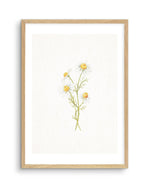 Daisies on Linen III Art Print-PRINT-Olive et Oriel-Olive et Oriel-A5 | 5.8" x 8.3" | 14.8 x 21cm-Oak-With White Border-Buy-Australian-Art-Prints-Online-with-Olive-et-Oriel-Your-Artwork-Specialists-Austrailia-Decorate-With-Coastal-Photo-Wall-Art-Prints-From-Our-Beach-House-Artwork-Collection-Fine-Poster-and-Framed-Artwork