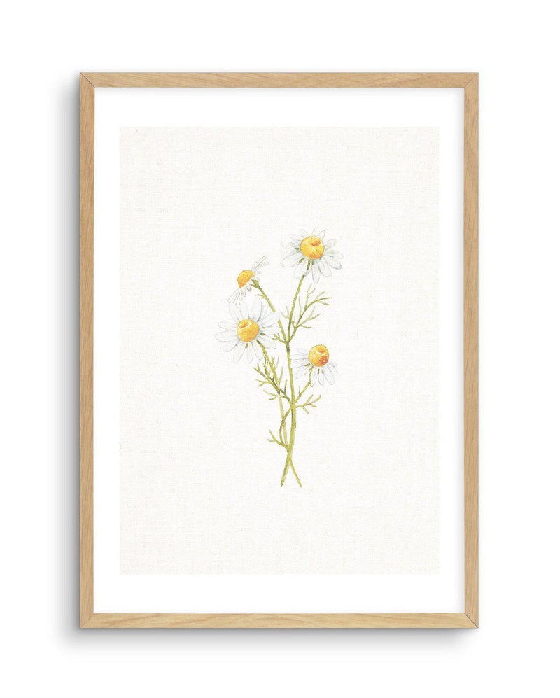Daisies on Linen III Art Print-PRINT-Olive et Oriel-Olive et Oriel-A5 | 5.8" x 8.3" | 14.8 x 21cm-Oak-With White Border-Buy-Australian-Art-Prints-Online-with-Olive-et-Oriel-Your-Artwork-Specialists-Austrailia-Decorate-With-Coastal-Photo-Wall-Art-Prints-From-Our-Beach-House-Artwork-Collection-Fine-Poster-and-Framed-Artwork