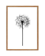 Dandelion Art Print-PRINT-Olive et Oriel-Olive et Oriel-50x70 cm | 19.6" x 27.5"-Walnut-With White Border-Buy-Australian-Art-Prints-Online-with-Olive-et-Oriel-Your-Artwork-Specialists-Austrailia-Decorate-With-Coastal-Photo-Wall-Art-Prints-From-Our-Beach-House-Artwork-Collection-Fine-Poster-and-Framed-Artwork