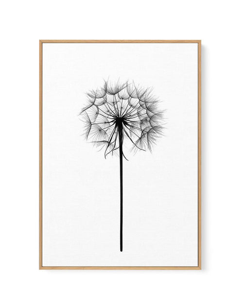 Dandelion | Framed Canvas-CANVAS-You can shop wall art online with Olive et Oriel for everything from abstract art to fun kids wall art. Our beautiful modern art prints and canvas art are available from large canvas prints to wall art paintings and our proudly Australian artwork collection offers only the highest quality framed large wall art and canvas art Australia - You can buy fashion photography prints or Hampton print posters and paintings on canvas from Olive et Oriel and have them delive