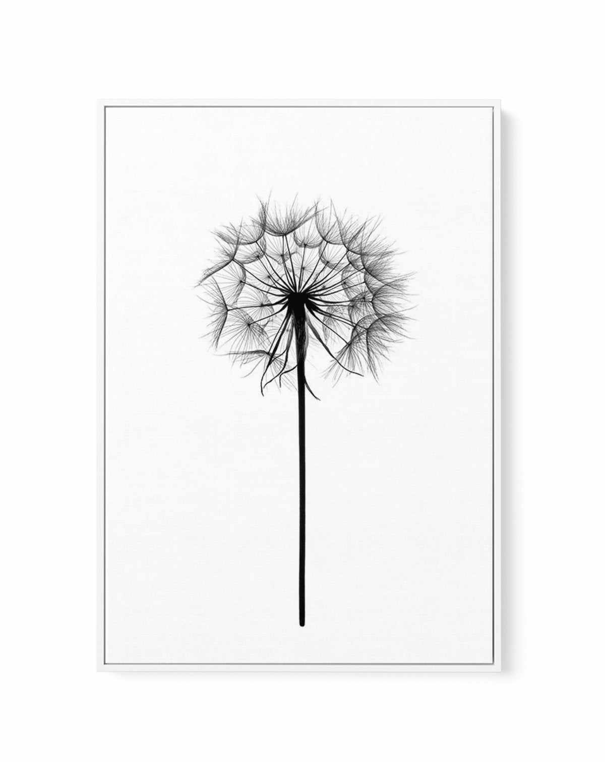 Dandelion | Framed Canvas-CANVAS-You can shop wall art online with Olive et Oriel for everything from abstract art to fun kids wall art. Our beautiful modern art prints and canvas art are available from large canvas prints to wall art paintings and our proudly Australian artwork collection offers only the highest quality framed large wall art and canvas art Australia - You can buy fashion photography prints or Hampton print posters and paintings on canvas from Olive et Oriel and have them delive