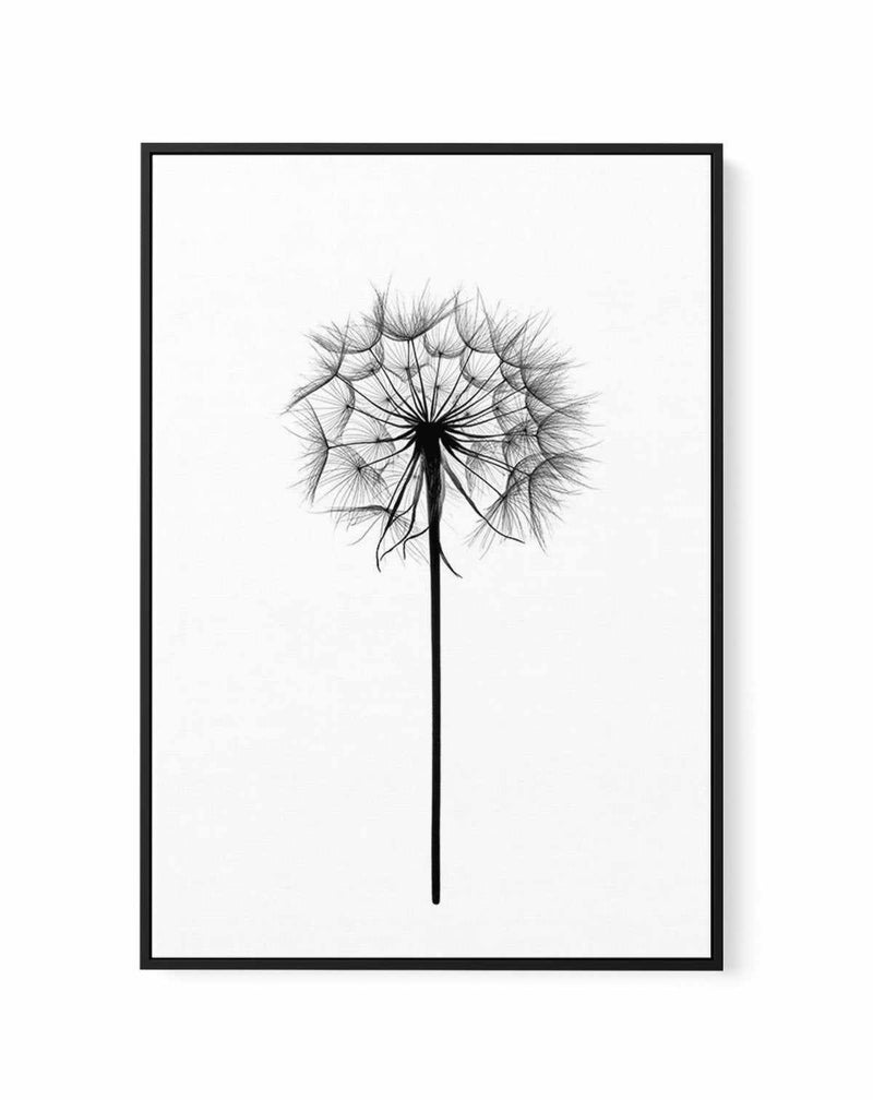 Dandelion | Framed Canvas-CANVAS-You can shop wall art online with Olive et Oriel for everything from abstract art to fun kids wall art. Our beautiful modern art prints and canvas art are available from large canvas prints to wall art paintings and our proudly Australian artwork collection offers only the highest quality framed large wall art and canvas art Australia - You can buy fashion photography prints or Hampton print posters and paintings on canvas from Olive et Oriel and have them delive