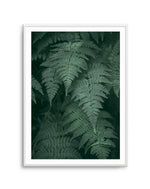 Dark Green Ferns Art Print-PRINT-Olive et Oriel-Olive et Oriel-A4 | 8.3" x 11.7" | 21 x 29.7cm-Unframed Art Print-With White Border-Buy-Australian-Art-Prints-Online-with-Olive-et-Oriel-Your-Artwork-Specialists-Austrailia-Decorate-With-Coastal-Photo-Wall-Art-Prints-From-Our-Beach-House-Artwork-Collection-Fine-Poster-and-Framed-Artwork
