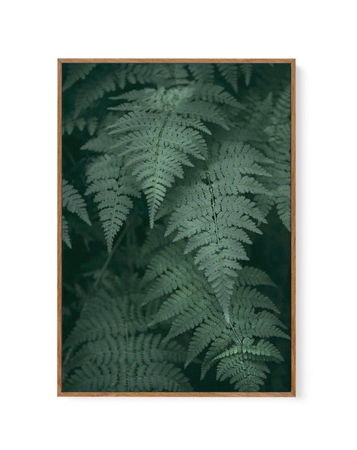Dark Green Ferns | Framed Canvas-CANVAS-You can shop wall art online with Olive et Oriel for everything from abstract art to fun kids wall art. Our beautiful modern art prints and canvas art are available from large canvas prints to wall art paintings and our proudly Australian artwork collection offers only the highest quality framed large wall art and canvas art Australia - You can buy fashion photography prints or Hampton print posters and paintings on canvas from Olive et Oriel and have them
