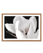 Dark Magnolia I | LS Art Print-PRINT-Olive et Oriel-Olive et Oriel-50x70 cm | 19.6" x 27.5"-Walnut-With White Border-Buy-Australian-Art-Prints-Online-with-Olive-et-Oriel-Your-Artwork-Specialists-Austrailia-Decorate-With-Coastal-Photo-Wall-Art-Prints-From-Our-Beach-House-Artwork-Collection-Fine-Poster-and-Framed-Artwork