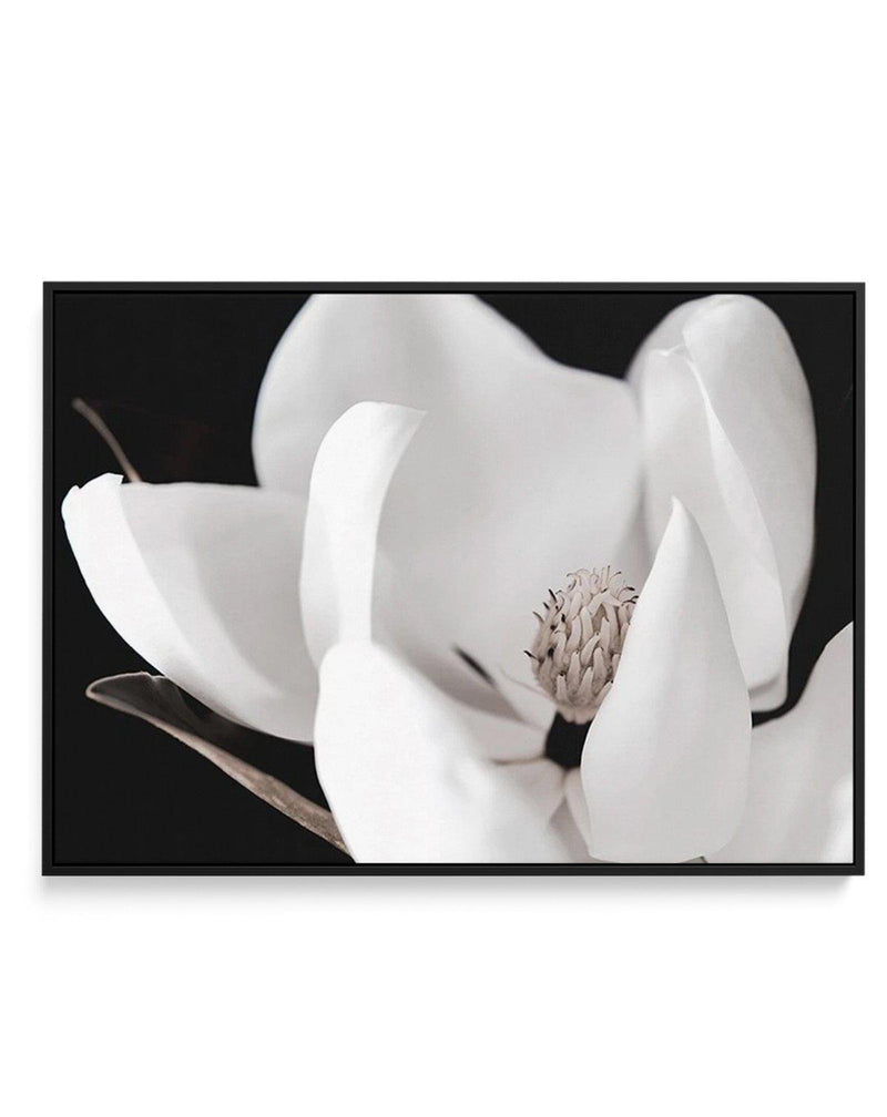 Dark Magnolia I | LS | Framed Canvas-CANVAS-You can shop wall art online with Olive et Oriel for everything from abstract art to fun kids wall art. Our beautiful modern art prints and canvas art are available from large canvas prints to wall art paintings and our proudly Australian artwork collection offers only the highest quality framed large wall art and canvas art Australia - You can buy fashion photography prints or Hampton print posters and paintings on canvas from Olive et Oriel and have 