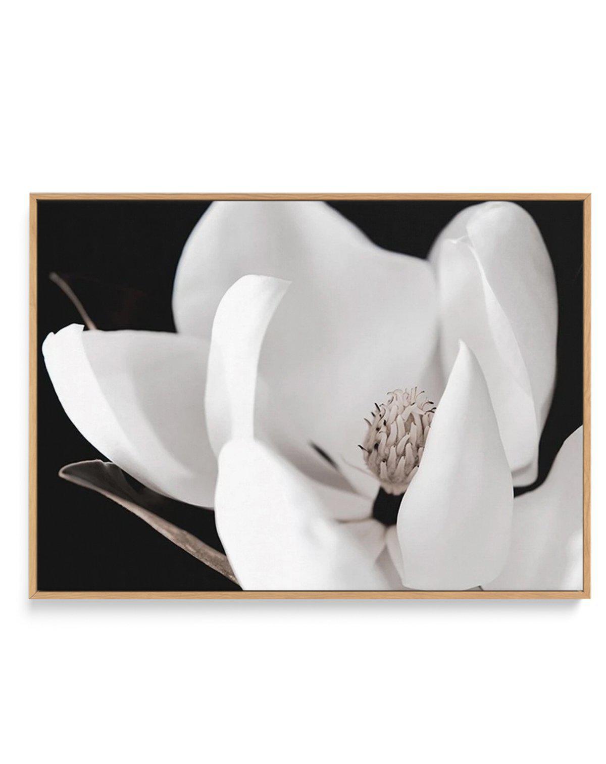 Dark Magnolia I | LS | Framed Canvas-CANVAS-You can shop wall art online with Olive et Oriel for everything from abstract art to fun kids wall art. Our beautiful modern art prints and canvas art are available from large canvas prints to wall art paintings and our proudly Australian artwork collection offers only the highest quality framed large wall art and canvas art Australia - You can buy fashion photography prints or Hampton print posters and paintings on canvas from Olive et Oriel and have 