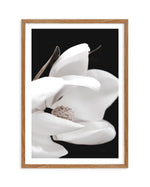 Dark Magnolia I | PT Art Print-PRINT-Olive et Oriel-Olive et Oriel-50x70 cm | 19.6" x 27.5"-Walnut-With White Border-Buy-Australian-Art-Prints-Online-with-Olive-et-Oriel-Your-Artwork-Specialists-Austrailia-Decorate-With-Coastal-Photo-Wall-Art-Prints-From-Our-Beach-House-Artwork-Collection-Fine-Poster-and-Framed-Artwork