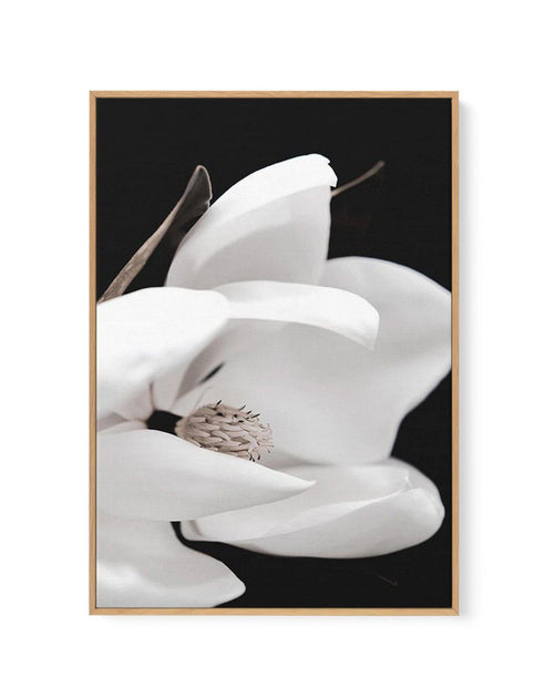 Dark Magnolia I | PT | Framed Canvas-CANVAS-You can shop wall art online with Olive et Oriel for everything from abstract art to fun kids wall art. Our beautiful modern art prints and canvas art are available from large canvas prints to wall art paintings and our proudly Australian artwork collection offers only the highest quality framed large wall art and canvas art Australia - You can buy fashion photography prints or Hampton print posters and paintings on canvas from Olive et Oriel and have 