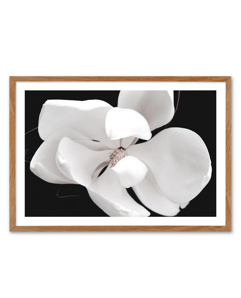 Dark Magnolia II | LS Art Print-PRINT-Olive et Oriel-Olive et Oriel-50x70 cm | 19.6" x 27.5"-Walnut-With White Border-Buy-Australian-Art-Prints-Online-with-Olive-et-Oriel-Your-Artwork-Specialists-Austrailia-Decorate-With-Coastal-Photo-Wall-Art-Prints-From-Our-Beach-House-Artwork-Collection-Fine-Poster-and-Framed-Artwork