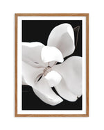 Dark Magnolia II | PT Art Print-PRINT-Olive et Oriel-Olive et Oriel-50x70 cm | 19.6" x 27.5"-Walnut-With White Border-Buy-Australian-Art-Prints-Online-with-Olive-et-Oriel-Your-Artwork-Specialists-Austrailia-Decorate-With-Coastal-Photo-Wall-Art-Prints-From-Our-Beach-House-Artwork-Collection-Fine-Poster-and-Framed-Artwork