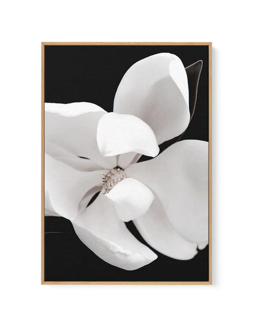 Dark Magnolia II | PT | Framed Canvas-CANVAS-You can shop wall art online with Olive et Oriel for everything from abstract art to fun kids wall art. Our beautiful modern art prints and canvas art are available from large canvas prints to wall art paintings and our proudly Australian artwork collection offers only the highest quality framed large wall art and canvas art Australia - You can buy fashion photography prints or Hampton print posters and paintings on canvas from Olive et Oriel and have