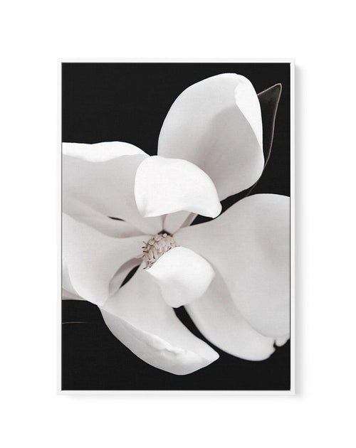 Dark Magnolia II | PT | Framed Canvas-CANVAS-You can shop wall art online with Olive et Oriel for everything from abstract art to fun kids wall art. Our beautiful modern art prints and canvas art are available from large canvas prints to wall art paintings and our proudly Australian artwork collection offers only the highest quality framed large wall art and canvas art Australia - You can buy fashion photography prints or Hampton print posters and paintings on canvas from Olive et Oriel and have