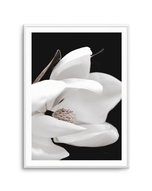 Dark Magnolia I | PT Art Print-PRINT-Olive et Oriel-Olive et Oriel-A4 | 8.3" x 11.7" | 21 x 29.7cm-Unframed Art Print-With White Border-Buy-Australian-Art-Prints-Online-with-Olive-et-Oriel-Your-Artwork-Specialists-Austrailia-Decorate-With-Coastal-Photo-Wall-Art-Prints-From-Our-Beach-House-Artwork-Collection-Fine-Poster-and-Framed-Artwork