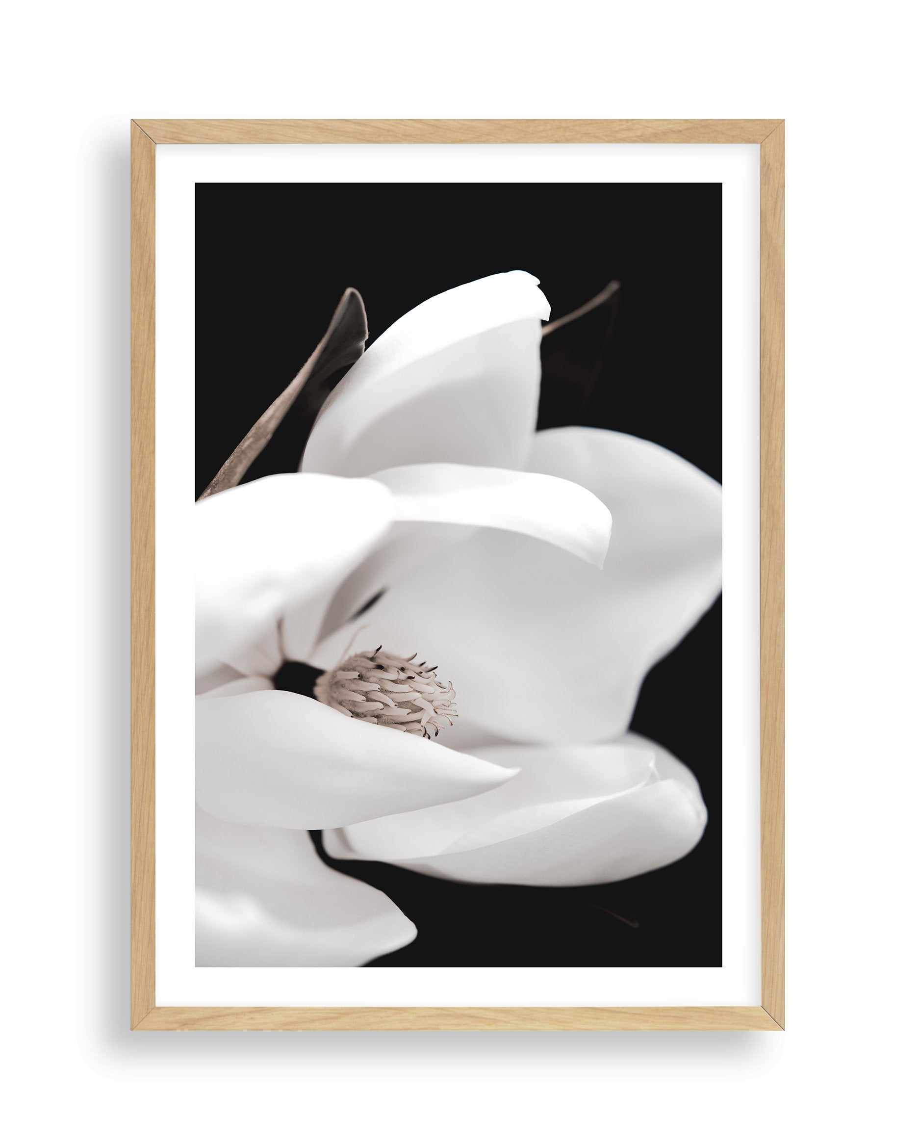 Dark Magnolia I | PT Art Print-PRINT-Olive et Oriel-Olive et Oriel-A4 | 8.3" x 11.7" | 21 x 29.7cm-Oak-With White Border-Buy-Australian-Art-Prints-Online-with-Olive-et-Oriel-Your-Artwork-Specialists-Austrailia-Decorate-With-Coastal-Photo-Wall-Art-Prints-From-Our-Beach-House-Artwork-Collection-Fine-Poster-and-Framed-Artwork