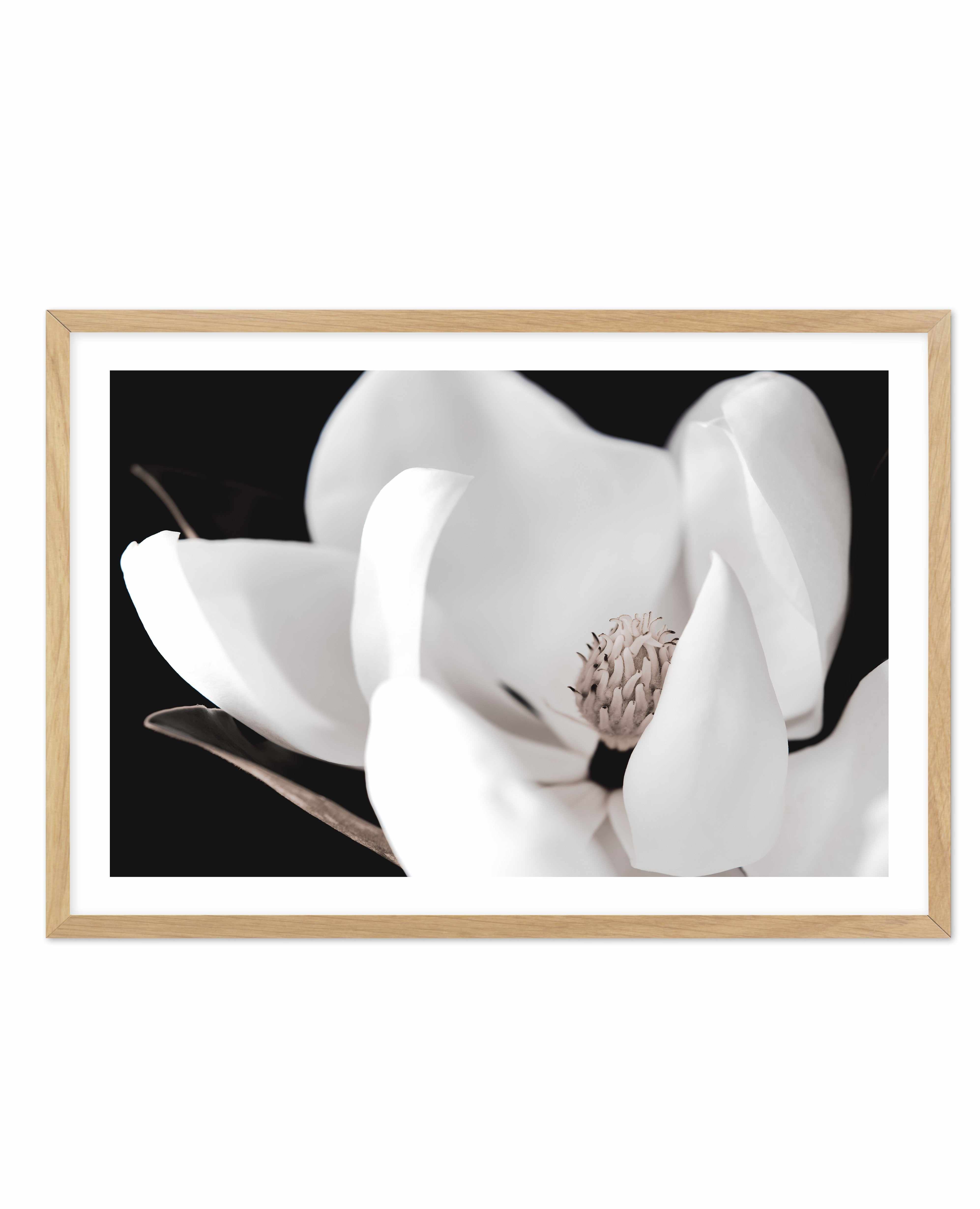 Dark Magnolia I | LS Art Print-PRINT-Olive et Oriel-Olive et Oriel-A4 | 8.3" x 11.7" | 21 x 29.7cm-Oak-With White Border-Buy-Australian-Art-Prints-Online-with-Olive-et-Oriel-Your-Artwork-Specialists-Austrailia-Decorate-With-Coastal-Photo-Wall-Art-Prints-From-Our-Beach-House-Artwork-Collection-Fine-Poster-and-Framed-Artwork