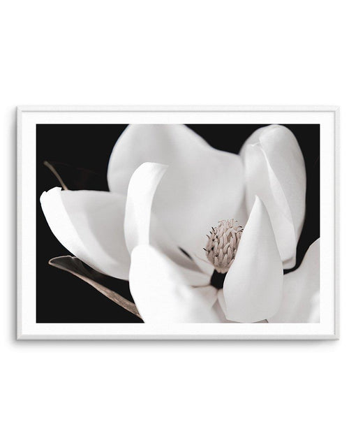 Dark Magnolia I | LS Art Print-PRINT-Olive et Oriel-Olive et Oriel-A4 | 8.3" x 11.7" | 21 x 29.7cm-Unframed Art Print-With White Border-Buy-Australian-Art-Prints-Online-with-Olive-et-Oriel-Your-Artwork-Specialists-Austrailia-Decorate-With-Coastal-Photo-Wall-Art-Prints-From-Our-Beach-House-Artwork-Collection-Fine-Poster-and-Framed-Artwork