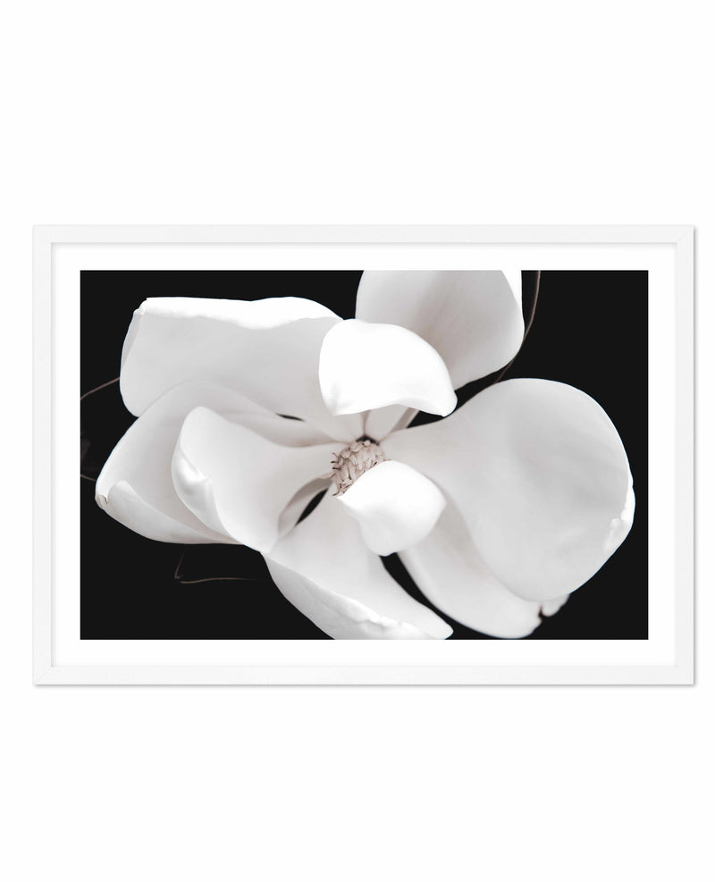 Dark Magnolia II | LS Art Print-PRINT-Olive et Oriel-Olive et Oriel-A4 | 8.3" x 11.7" | 21 x 29.7cm-White-With White Border-Buy-Australian-Art-Prints-Online-with-Olive-et-Oriel-Your-Artwork-Specialists-Austrailia-Decorate-With-Coastal-Photo-Wall-Art-Prints-From-Our-Beach-House-Artwork-Collection-Fine-Poster-and-Framed-Artwork