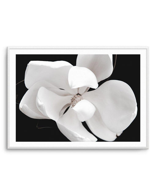 Dark Magnolia II | LS Art Print-PRINT-Olive et Oriel-Olive et Oriel-A4 | 8.3" x 11.7" | 21 x 29.7cm-Unframed Art Print-With White Border-Buy-Australian-Art-Prints-Online-with-Olive-et-Oriel-Your-Artwork-Specialists-Austrailia-Decorate-With-Coastal-Photo-Wall-Art-Prints-From-Our-Beach-House-Artwork-Collection-Fine-Poster-and-Framed-Artwork