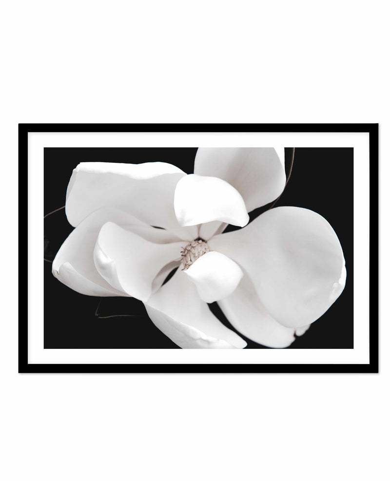 Dark Magnolia II | LS Art Print-PRINT-Olive et Oriel-Olive et Oriel-A4 | 8.3" x 11.7" | 21 x 29.7cm-Black-With White Border-Buy-Australian-Art-Prints-Online-with-Olive-et-Oriel-Your-Artwork-Specialists-Austrailia-Decorate-With-Coastal-Photo-Wall-Art-Prints-From-Our-Beach-House-Artwork-Collection-Fine-Poster-and-Framed-Artwork