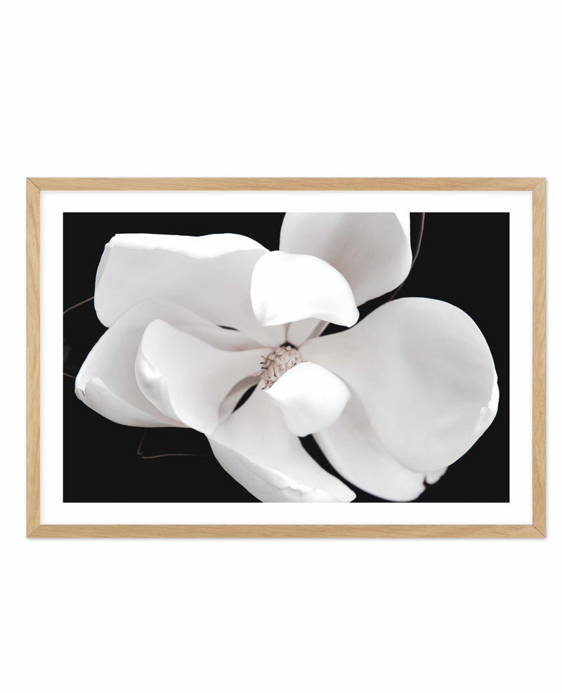 Dark Magnolia II | LS Art Print-PRINT-Olive et Oriel-Olive et Oriel-A4 | 8.3" x 11.7" | 21 x 29.7cm-Oak-With White Border-Buy-Australian-Art-Prints-Online-with-Olive-et-Oriel-Your-Artwork-Specialists-Austrailia-Decorate-With-Coastal-Photo-Wall-Art-Prints-From-Our-Beach-House-Artwork-Collection-Fine-Poster-and-Framed-Artwork
