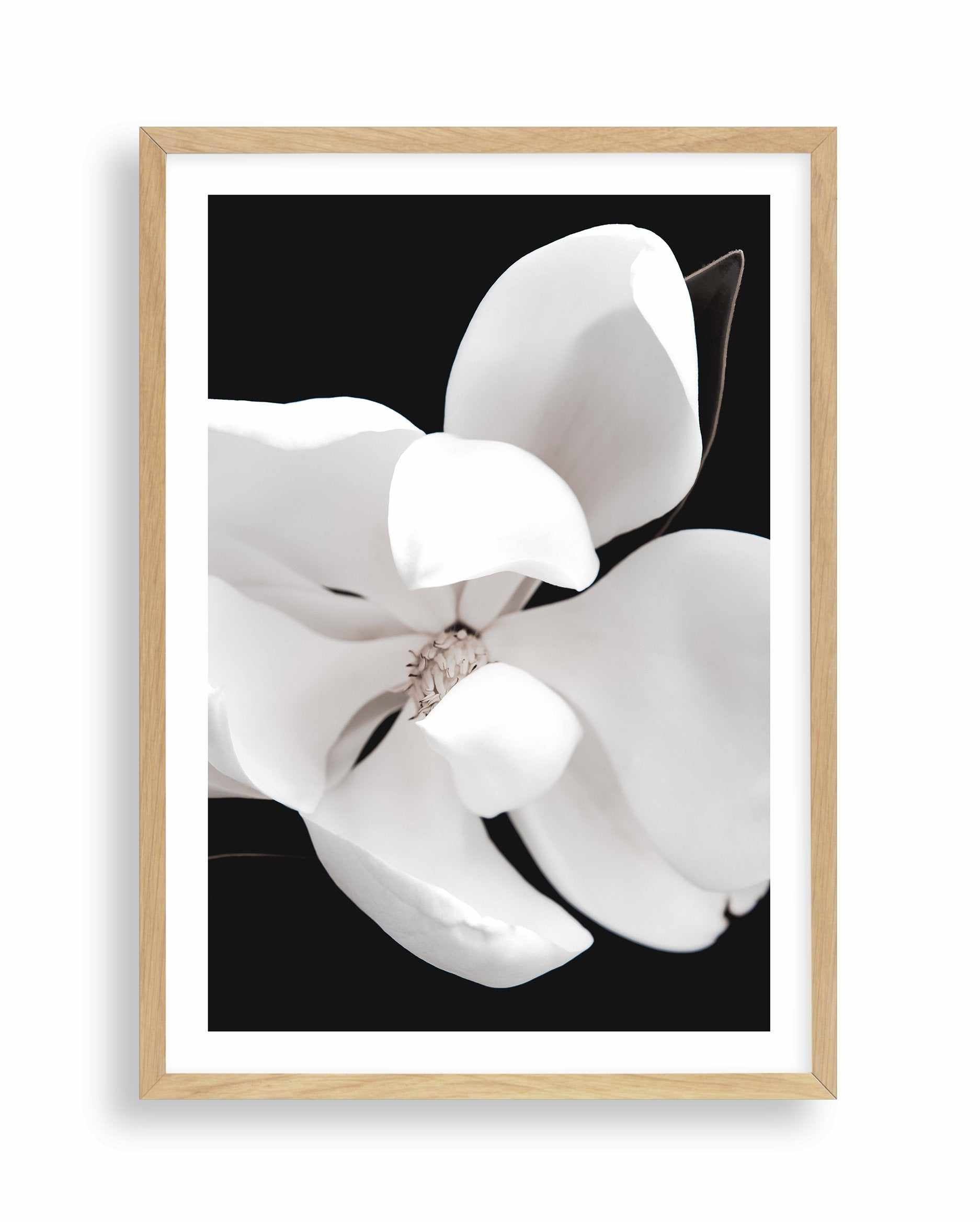 Dark Magnolia II | PT Art Print-PRINT-Olive et Oriel-Olive et Oriel-A4 | 8.3" x 11.7" | 21 x 29.7cm-Oak-With White Border-Buy-Australian-Art-Prints-Online-with-Olive-et-Oriel-Your-Artwork-Specialists-Austrailia-Decorate-With-Coastal-Photo-Wall-Art-Prints-From-Our-Beach-House-Artwork-Collection-Fine-Poster-and-Framed-Artwork