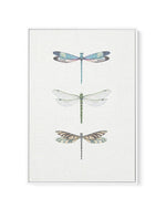 Dragonfly on Linen | PT | Framed Canvas-CANVAS-You can shop wall art online with Olive et Oriel for everything from abstract art to fun kids wall art. Our beautiful modern art prints and canvas art are available from large canvas prints to wall art paintings and our proudly Australian artwork collection offers only the highest quality framed large wall art and canvas art Australia - You can buy fashion photography prints or Hampton print posters and paintings on canvas from Olive et Oriel and ha