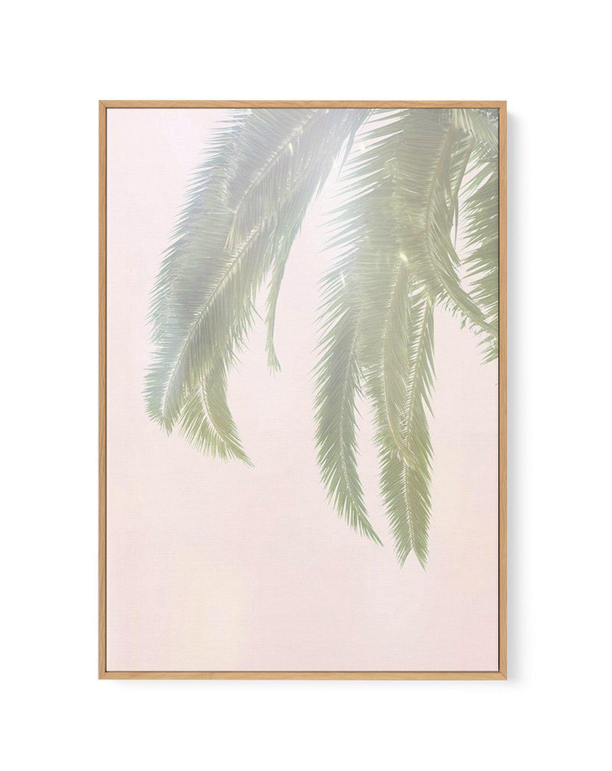 Dreamy Palms I | Framed Canvas-CANVAS-You can shop wall art online with Olive et Oriel for everything from abstract art to fun kids wall art. Our beautiful modern art prints and canvas art are available from large canvas prints to wall art paintings and our proudly Australian artwork collection offers only the highest quality framed large wall art and canvas art Australia - You can buy fashion photography prints or Hampton print posters and paintings on canvas from Olive et Oriel and have them d