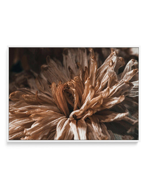 Dried Botanical | Framed Canvas-CANVAS-You can shop wall art online with Olive et Oriel for everything from abstract art to fun kids wall art. Our beautiful modern art prints and canvas art are available from large canvas prints to wall art paintings and our proudly Australian artwork collection offers only the highest quality framed large wall art and canvas art Australia - You can buy fashion photography prints or Hampton print posters and paintings on canvas from Olive et Oriel and have them 