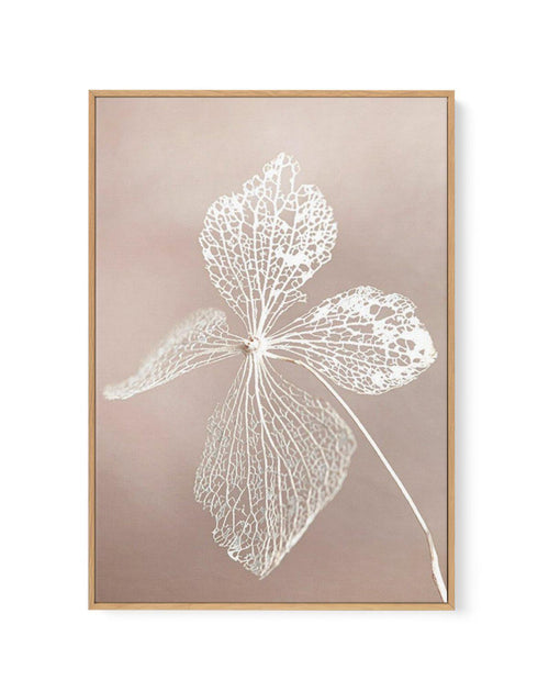 Dried Hydrangea | Framed Canvas-CANVAS-You can shop wall art online with Olive et Oriel for everything from abstract art to fun kids wall art. Our beautiful modern art prints and canvas art are available from large canvas prints to wall art paintings and our proudly Australian artwork collection offers only the highest quality framed large wall art and canvas art Australia - You can buy fashion photography prints or Hampton print posters and paintings on canvas from Olive et Oriel and have them 