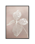 Dried Hydrangea | Framed Canvas-CANVAS-You can shop wall art online with Olive et Oriel for everything from abstract art to fun kids wall art. Our beautiful modern art prints and canvas art are available from large canvas prints to wall art paintings and our proudly Australian artwork collection offers only the highest quality framed large wall art and canvas art Australia - You can buy fashion photography prints or Hampton print posters and paintings on canvas from Olive et Oriel and have them 