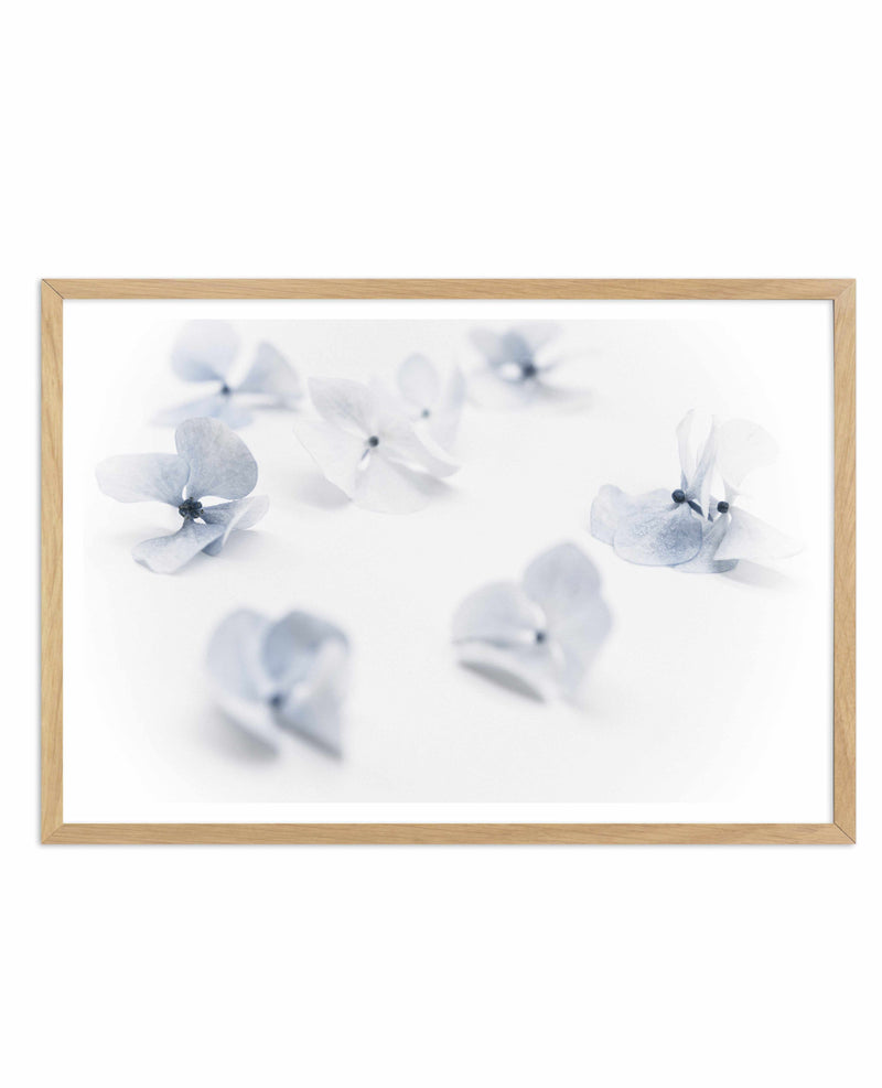 Droplets | Hydrangea I Art Print-PRINT-Olive et Oriel-Olive et Oriel-A4 | 8.3" x 11.7" | 21 x 29.7cm-Oak-With White Border-Buy-Australian-Art-Prints-Online-with-Olive-et-Oriel-Your-Artwork-Specialists-Austrailia-Decorate-With-Coastal-Photo-Wall-Art-Prints-From-Our-Beach-House-Artwork-Collection-Fine-Poster-and-Framed-Artwork