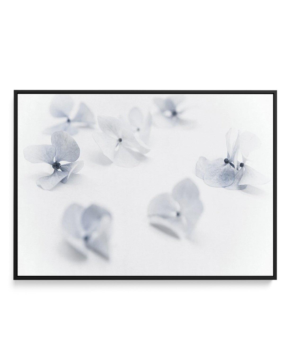 Droplets | Hydrangea I | Framed Canvas-CANVAS-You can shop wall art online with Olive et Oriel for everything from abstract art to fun kids wall art. Our beautiful modern art prints and canvas art are available from large canvas prints to wall art paintings and our proudly Australian artwork collection offers only the highest quality framed large wall art and canvas art Australia - You can buy fashion photography prints or Hampton print posters and paintings on canvas from Olive et Oriel and hav