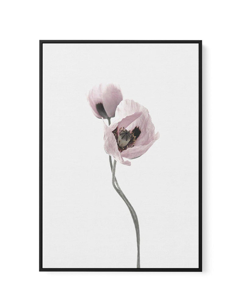 Duex Poppy II | Framed Canvas-CANVAS-You can shop wall art online with Olive et Oriel for everything from abstract art to fun kids wall art. Our beautiful modern art prints and canvas art are available from large canvas prints to wall art paintings and our proudly Australian artwork collection offers only the highest quality framed large wall art and canvas art Australia - You can buy fashion photography prints or Hampton print posters and paintings on canvas from Olive et Oriel and have them de