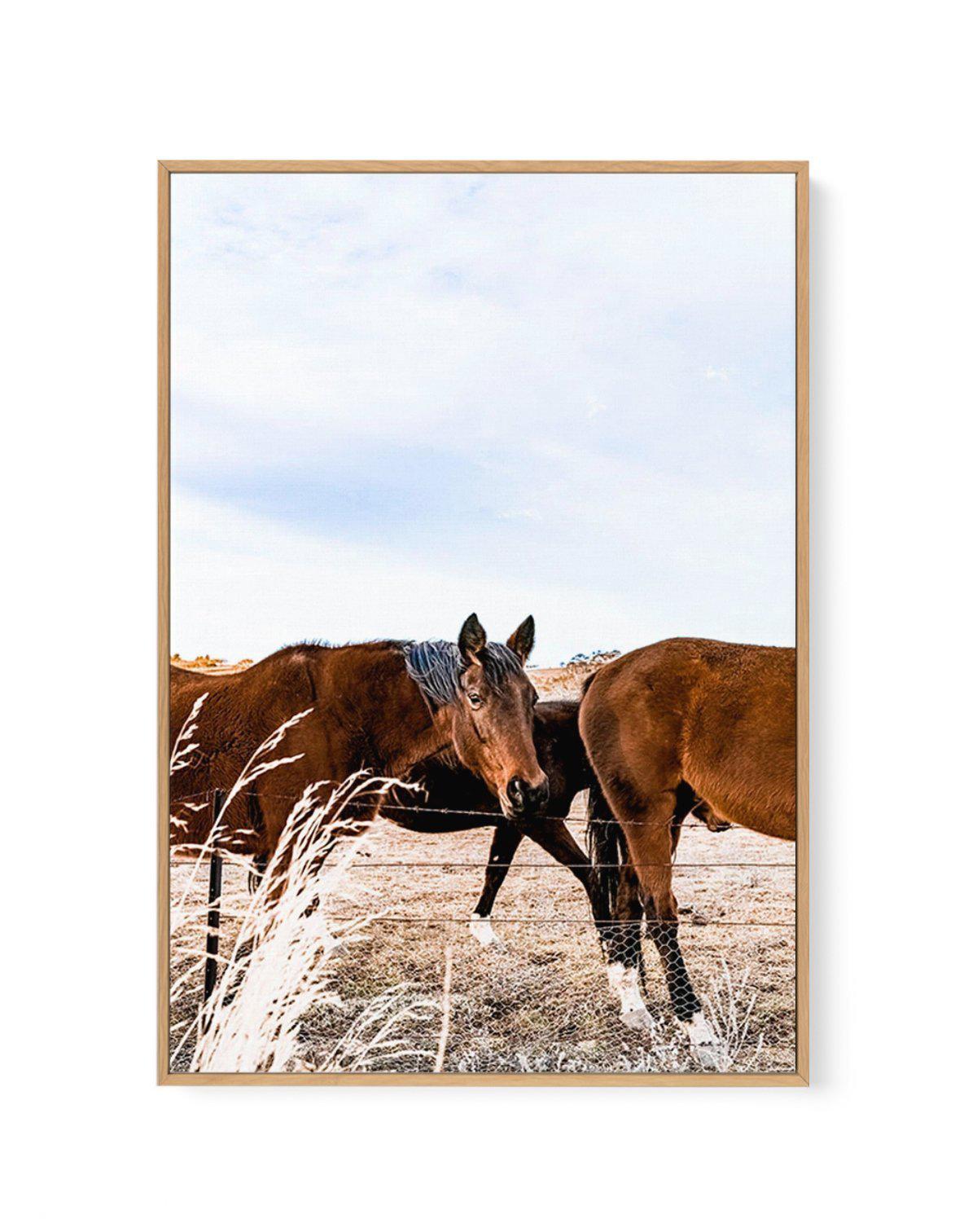 Equestrian | Framed Canvas-CANVAS-You can shop wall art online with Olive et Oriel for everything from abstract art to fun kids wall art. Our beautiful modern art prints and canvas art are available from large canvas prints to wall art paintings and our proudly Australian artwork collection offers only the highest quality framed large wall art and canvas art Australia - You can buy fashion photography prints or Hampton print posters and paintings on canvas from Olive et Oriel and have them deliv