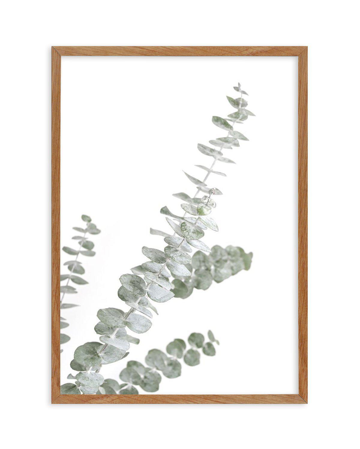 Eucalyptus Gum I Art Print-PRINT-Olive et Oriel-Olive et Oriel-50x70 cm | 19.6" x 27.5"-Walnut-With White Border-Buy-Australian-Art-Prints-Online-with-Olive-et-Oriel-Your-Artwork-Specialists-Austrailia-Decorate-With-Coastal-Photo-Wall-Art-Prints-From-Our-Beach-House-Artwork-Collection-Fine-Poster-and-Framed-Artwork