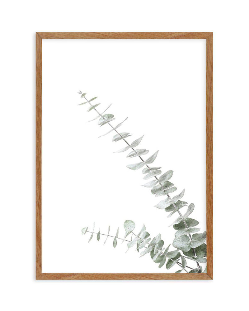 Eucalyptus Gum II Art Print-PRINT-Olive et Oriel-Olive et Oriel-50x70 cm | 19.6" x 27.5"-Walnut-With White Border-Buy-Australian-Art-Prints-Online-with-Olive-et-Oriel-Your-Artwork-Specialists-Austrailia-Decorate-With-Coastal-Photo-Wall-Art-Prints-From-Our-Beach-House-Artwork-Collection-Fine-Poster-and-Framed-Artwork