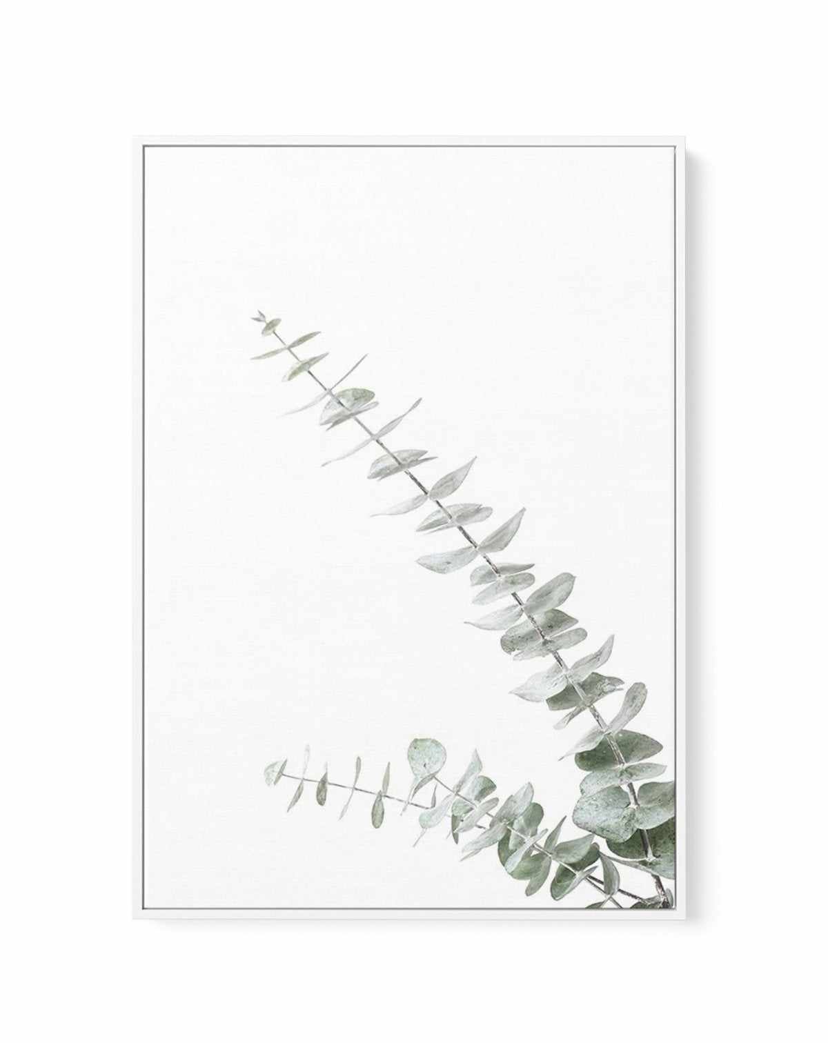 Eucalyptus Gum II | Framed Canvas-CANVAS-You can shop wall art online with Olive et Oriel for everything from abstract art to fun kids wall art. Our beautiful modern art prints and canvas art are available from large canvas prints to wall art paintings and our proudly Australian artwork collection offers only the highest quality framed large wall art and canvas art Australia - You can buy fashion photography prints or Hampton print posters and paintings on canvas from Olive et Oriel and have the