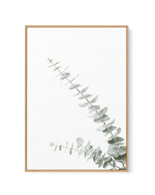Eucalyptus Gum II | Framed Canvas-CANVAS-You can shop wall art online with Olive et Oriel for everything from abstract art to fun kids wall art. Our beautiful modern art prints and canvas art are available from large canvas prints to wall art paintings and our proudly Australian artwork collection offers only the highest quality framed large wall art and canvas art Australia - You can buy fashion photography prints or Hampton print posters and paintings on canvas from Olive et Oriel and have the