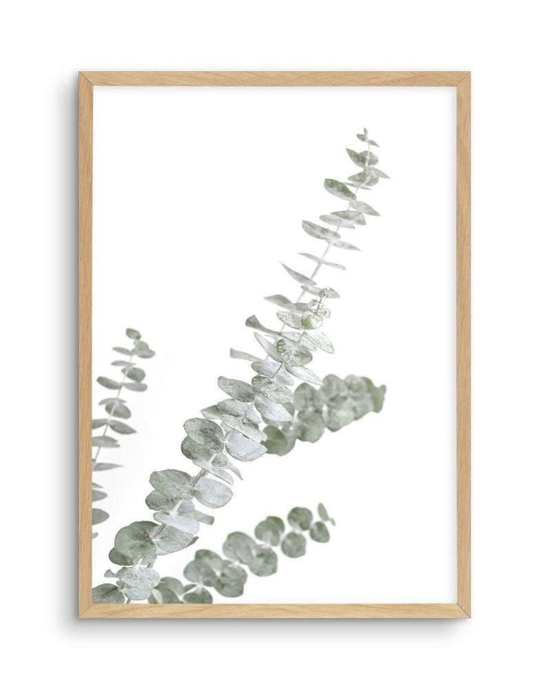 Eucalyptus Gum I Art Print-PRINT-Olive et Oriel-Olive et Oriel-A5 | 5.8" x 8.3" | 14.8 x 21cm-Oak-With White Border-Buy-Australian-Art-Prints-Online-with-Olive-et-Oriel-Your-Artwork-Specialists-Austrailia-Decorate-With-Coastal-Photo-Wall-Art-Prints-From-Our-Beach-House-Artwork-Collection-Fine-Poster-and-Framed-Artwork