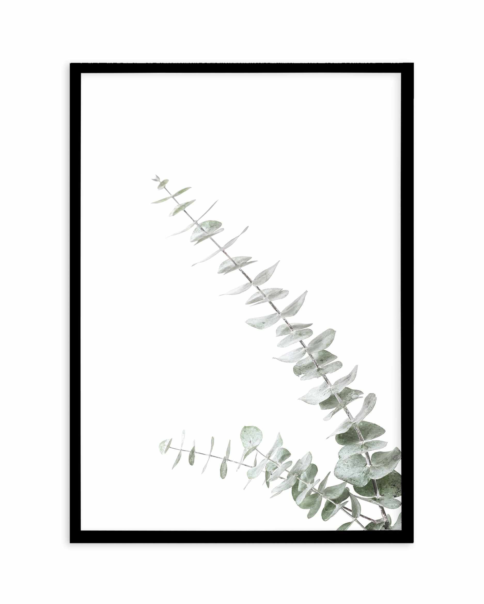 Eucalyptus Gum II Art Print-PRINT-Olive et Oriel-Olive et Oriel-A4 | 8.3" x 11.7" | 21 x 29.7cm-Black-With White Border-Buy-Australian-Art-Prints-Online-with-Olive-et-Oriel-Your-Artwork-Specialists-Austrailia-Decorate-With-Coastal-Photo-Wall-Art-Prints-From-Our-Beach-House-Artwork-Collection-Fine-Poster-and-Framed-Artwork