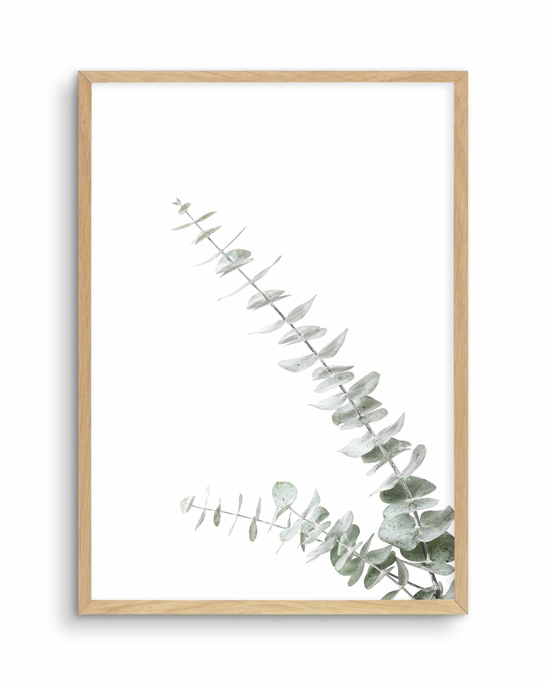 Eucalyptus Gum II Art Print-PRINT-Olive et Oriel-Olive et Oriel-A4 | 8.3" x 11.7" | 21 x 29.7cm-Oak-With White Border-Buy-Australian-Art-Prints-Online-with-Olive-et-Oriel-Your-Artwork-Specialists-Austrailia-Decorate-With-Coastal-Photo-Wall-Art-Prints-From-Our-Beach-House-Artwork-Collection-Fine-Poster-and-Framed-Artwork