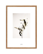 Eucalyptus I Art Print-PRINT-Olive et Oriel-Olive et Oriel-50x70 cm | 19.6" x 27.5"-Walnut-With White Border-Buy-Australian-Art-Prints-Online-with-Olive-et-Oriel-Your-Artwork-Specialists-Austrailia-Decorate-With-Coastal-Photo-Wall-Art-Prints-From-Our-Beach-House-Artwork-Collection-Fine-Poster-and-Framed-Artwork
