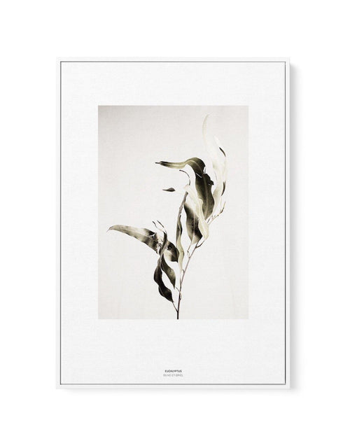 Eucalyptus I | Framed Canvas-CANVAS-You can shop wall art online with Olive et Oriel for everything from abstract art to fun kids wall art. Our beautiful modern art prints and canvas art are available from large canvas prints to wall art paintings and our proudly Australian artwork collection offers only the highest quality framed large wall art and canvas art Australia - You can buy fashion photography prints or Hampton print posters and paintings on canvas from Olive et Oriel and have them del